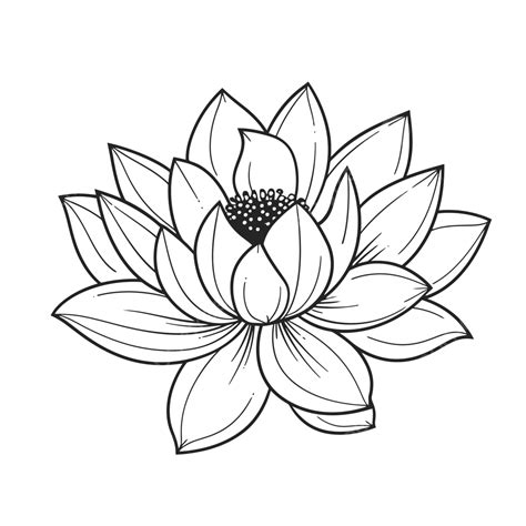 lotus black and white drawing